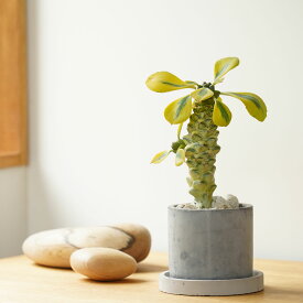 モナデニウム リチェイ錦 セメント植木鉢付き 3号 観葉植物
