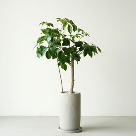 シェフレラ グリーンブレイズ セメント植木鉢付き 6号 観葉植物