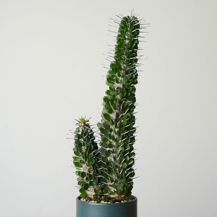 楽天市場】観葉植物 アローディア モンタグナッキー No.1 ビザール  