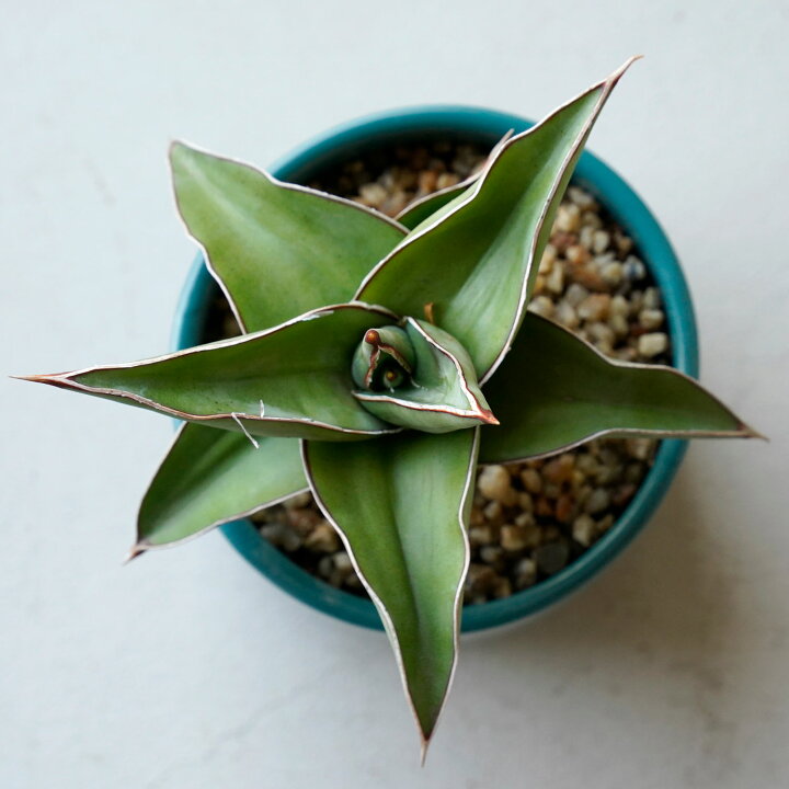 楽天市場】観葉植物 サンスベリア ブルーキュー 陶器鉢付き 日陰 耐陰  