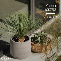 楽天市場】ユッカ ロストラータ（高さ（植物）71 ～ 130.9cm）の通販