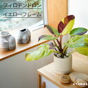 観葉植物 小さい お祝い おしゃれ プレゼント ギフト 日陰 初心者 デザイン フィロデンドロン イエローフレーム 耐陰性 北欧 無印 ジャパンディ おすすめ 人気 簡単 インテリア グリーン リビング オフィス 店舗 クリニック 病院 玄関 オフィス 植物 陶器 4号