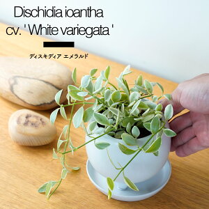 ϗtA fBXLfBA Gh    lC ȒP CeA O[ rO x_ Mtg v[g A 픫 3.5