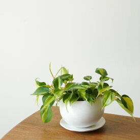 フィロデンドロン ブラジル 植木鉢 4号 観葉植物