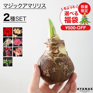 �I�ׂ� ���� �A�}�����X ���� �}�W�b�N�A�}�����X 2�� �N���X�}�X �v���[���g �͂�Ȃ� ���K�i �ϗt�A�� ������� ������ ��� �� �s���N �� �Ԕ� �� ���� ���d �O���[�� ������ �~ �t �t�F��