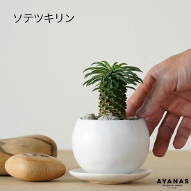 観葉植物 おしゃれ 小さい ミニサイズ ソテツキリン 白 パイナップルコーン ユーフォルビア お洒落 小型 小さめ 観葉 植物 可愛い かわいい おすすめ モノトーン 人気 簡単 インテリア グリーン 室内 リビング ベランダ ギフト プレゼント 鉢 本物 植木鉢