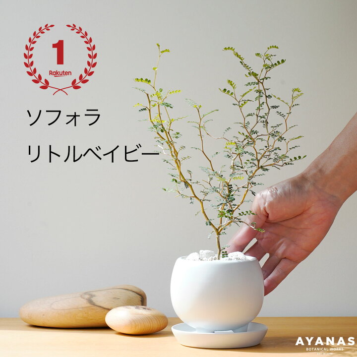 楽天市場】【楽天ランキング1位】観葉植物 おしゃれ メッセージカード 