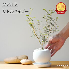 【楽天1位】ソフォラ リトルベイビー 観葉植物 おしゃれ 小さい お祝い ミニ ミニサイズ プレゼント ギフト 誕生日 白 小型 メッセージカード ラッピング 土 人気 簡単 可愛い かわいい 教科書 インテリア グリーン 室内 リビング ベランダ