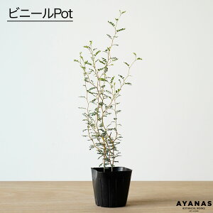 yyV1ʁz\tH gxCr[ ϗtA   j ~j ~jTCY v[g Mtg a  ^ bZ[WJ[h bsO y lC ȒP  킢 