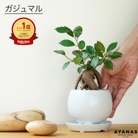 【楽天1位】観葉植物 おしゃれ 小さい ミニサイズ お祝い ラッピング メッセージカード プレゼント ギフト ガジュマル 白 がじゅまる 日陰 育てやすい 初心者 簡単 ゴムノキ ゴムの木 北欧 ミニ かわいい おすすめ 人気 インテリアグリーン グリーン 室内 デスク キッチン
