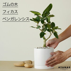 ϗtA   A S̖ SmL tBJX xKVX  Vv lC  ȒP CeA O[ rO Mtg v[g A 픫 5