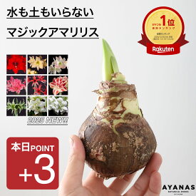 本日ポイント3倍【楽天1位】 アマリリス 球根 マジックアマリリス 枯れない 正規品 観葉植物 おしゃれ 小さい 大輪 赤 ピンク 白 赤白 緑 覆輪 八重 グリーン 珍しい 冬 春 フェラーリ レモンスター スイートスター スイートニンフ ピンクサイビスター
