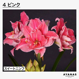 �y�y�V1�ʁz �A�}�����X ���� �}�W�b�N�A�}�����X �͂�Ȃ� ���K�i �ϗt�A�� ������� ������ ��� �� �s���N �� �Ԕ� �� ���� ���d �O���[�� ������ �~ �t �t�F���[�� �������X�^�[ �X�C�[�g