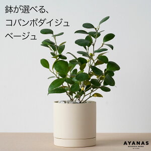 ϗtA   Ro{_CW  SmL S̖  lC ȒP CeA O[ rO Mtg v[g A 픫 4 {