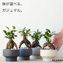 観葉植物 おしゃれ 小さい ミニサイズ ガジュマル がじゅまる 選べる 日陰 育てやすい 初心者 簡単 ジャパンディ ゴムノキ ゴムの木 虫 出ない わかない 小さめ プレゼント ギフト お祝い ミニ 植物 かわいい おすすめ 人気 インテリア グリーン 室内 ギフト 陶器 3号 本物