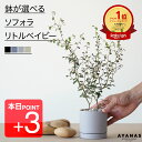 本日ポイント3倍【楽天1位】 ソフォラ リトルベイビー 観葉植物 おしゃれ 小さい ミニサイズ 選べる ギフト プレゼント 小さめ 観葉 植物 グレー 黒 ベージュ ネイビー 教科書 紺 青 可愛い かわいい おすすめ 人気 簡単 インテリア グリーン 室内 リビング