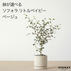 yyV1ʁz\tH gxCr[ ϗtA   ~jTCY Iׂ Mtg v[g  ϗt A O[  x[W lCr[ ȏ    킢 