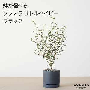 yyV1ʁz\tH gxCr[ ϗtA   ~jTCY Iׂ Mtg v[g  ϗt A O[  x[W lCr[ ȏ    킢 