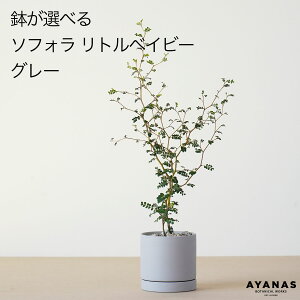 yyV1ʁz\tH gxCr[ ϗtA   ~jTCY Iׂ Mtg v[g  ϗt A O[  x[W lCr[ ȏ    킢 