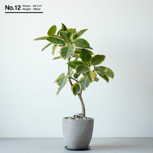 ϗtA ^  傫 Iׂ tBJX AeV}   SmL S̖ { u rO V{c[ A ωA CeA O[ v[g Mtg V