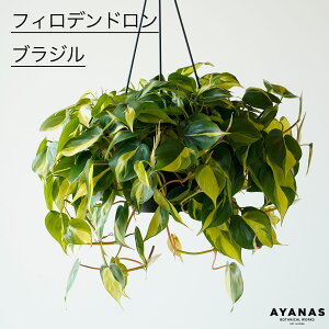 ϗtA  傫 nMO ^ ݂艺 tBfh uW ݂邷 |gX ݂蔫 ~jTCY ꉺ A  lC ȒP CeA O[ rO Mt