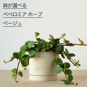 ϗtA   ~jTCY Iׂ yy~A z[v jAXJ[  WpfB A 肪  ^ O[  x[W lCr[   킢 ȒP 