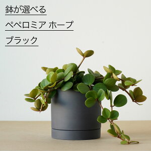 ϗtA   ~jTCY Iׂ yy~A z[v jAXJ[  WpfB A 肪  ^ O[  x[W lCr[   킢 ȒP 