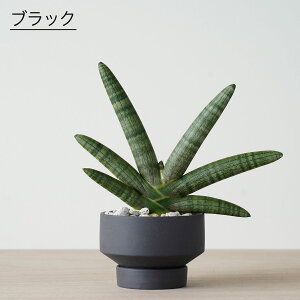 観葉植物 おしゃれ 小さい 日陰 ミニサイズ お祝い 選べる サンスベリア ボンセレンシス ジャパンディ 日当たりが悪い 小型 グレー 黒 ベージュ ネイビー 紺 青 かわいい おすすめ 人気 簡単