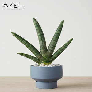 観葉植物 おしゃれ 小さい 日陰 ミニサイズ お祝い 選べる サンスベリア ボンセレンシス ジャパンディ 日当たりが悪い 小型 グレー 黒 ベージュ ネイビー 紺 青 かわいい おすすめ 人気 簡単