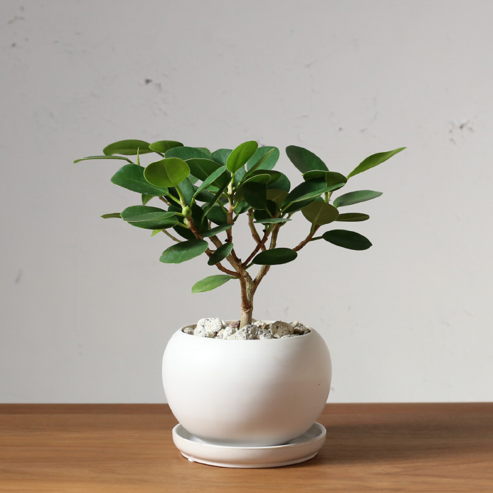 丸葉の人気種 ギフト プレゼントに 観葉植物 おしゃれ パンダガジュマル かわいい 小さい 陶器 植木鉢