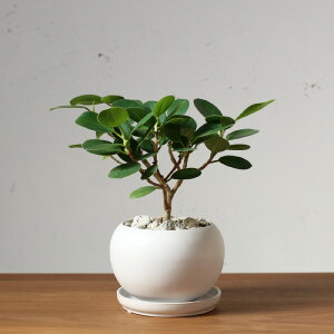 観葉植物 小さい 観葉植物の人気商品 通販 価格比較 価格 Com