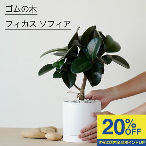 _12/11 1:59܂ 9980~7980~^ tBJX \tBA S̖ SmL ϗtA   A  Vv lC  ȒP CeA O[ rO Mtg v[g A 