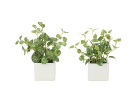 楽天市場 ハート ポトスの通販