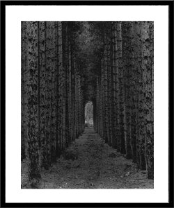 A[gt[ Monte Nagler Red Pines Empire MI(e iO[ bhpCYA~VKBAGpCA)/z i G A[g rO  gC CeA 킢 Ǐ ₵ v