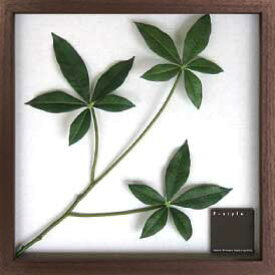 楽天市場 観葉植物 パキラ 素材 インテリア アクリル その他 インテリア小物 置物 インテリア 寝具 収納の通販