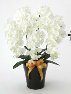 A[gt[  v~AӒ5{WktA^Cvl/G} ϗtA Ex[^ tFCNO[  Ӓ JXj JƏj aj  A[gt[   5