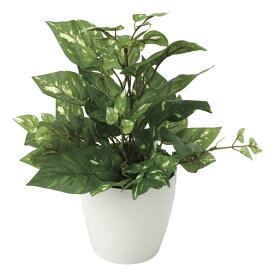 楽天市場 ポトス キッチンの通販