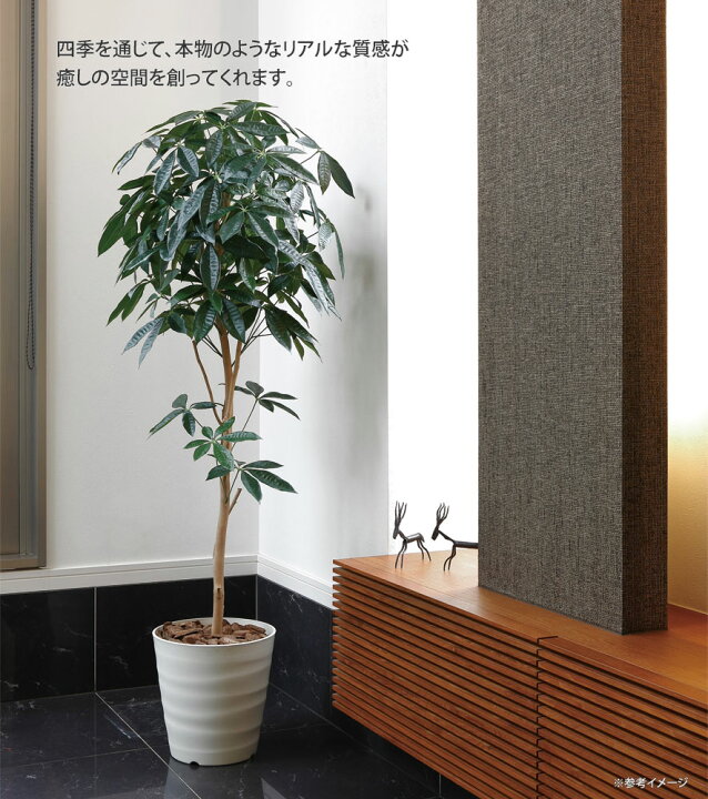 楽天市場】光触媒観葉植物 フレッシュパキラ1.7 〔フロアタイプ(ハイ 