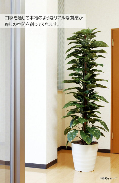 楽天市場】光触媒観葉植物 ゴムの木1.8 〔フロアタイプ〕 インテリア 