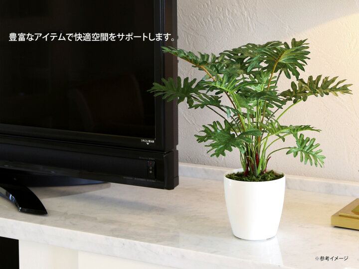 楽天市場】光触媒観葉植物 フレッシュディフェンバキアL 〔テーブル 