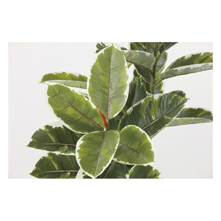 楽天市場】光触媒観葉植物 アルテシマDX1.6 〔フロアタイプ 