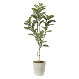 yI|Cg100obNzG}ϗtA AeV}1.6 ktA^Cvl CeA tFCNO[  A[gO[  rO A v[g Mtg  Lb` 