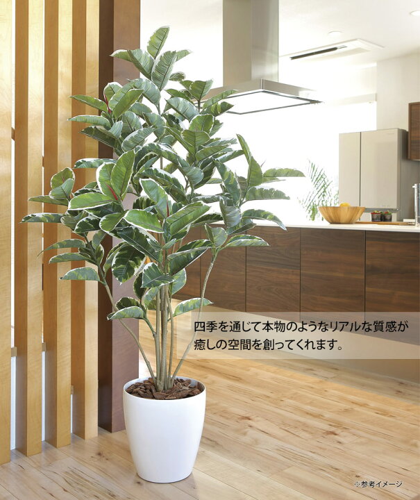 楽天市場】光触媒観葉植物 アルテシマ1.6 〔フロアタイプ〕 インテリア 