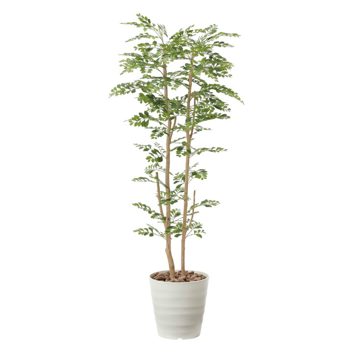 楽天市場】光触媒観葉植物 ゴールデンツリー1.6 〔フロアタイプ(ハイ 