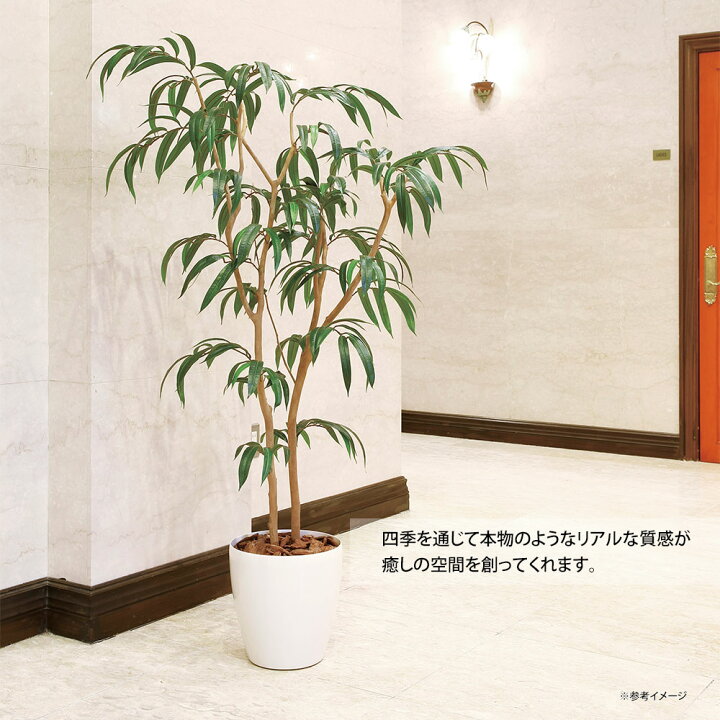 楽天市場】最大100%ポイントバック！限定抽選 光触媒観葉植物 