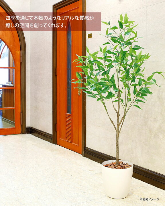 楽天市場】光触媒観葉植物 フレッシュ細葉ユーカリ1.7 〔フロアタイプ 