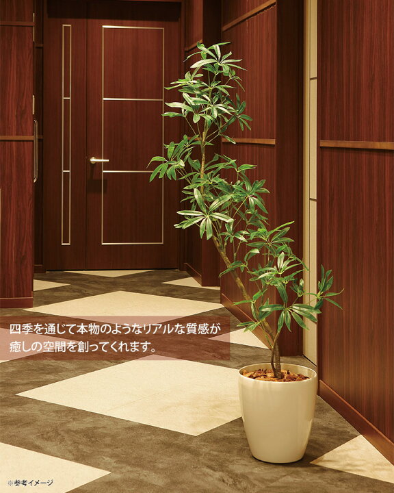 楽天市場】光触媒観葉植物 フレッシュインテリアシェフレラ1.45 