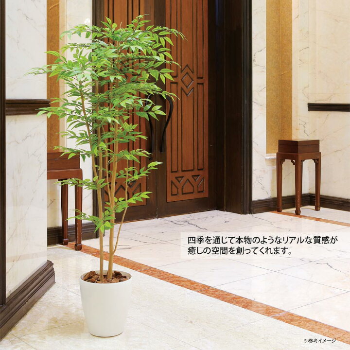 楽天市場】光触媒観葉植物 ソヨゴ1.6 〔フロアタイプ(ハイサイズ 