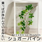 壁掛け ボタニカルフレーム シュガーバイン/手作り 日本製 アートフレーム インテリア 額入り 額装込 絵画 風景画 アート アートパネル リビング 玄関 プレゼント モダン 飾る Mサイズ フェイクグリーン リーフパネル つた ガラス 枯れない 植物 おしゃれ 壁掛け 絵