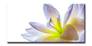 LoXA[g A[oX^CM [(URBAN STYLE M Lily)/z z i G A[g rO  gC CeA 킢 Ǐ ₵ v[g Mtg A[gpl |